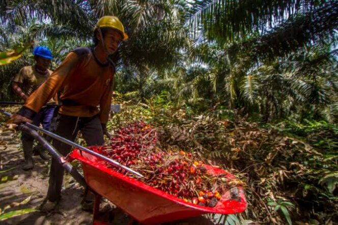 
 Petani Kelapa Sawit Indonesia Terimakasih ke Presiden Jokowi Karena Cabut Larangan Ekspor