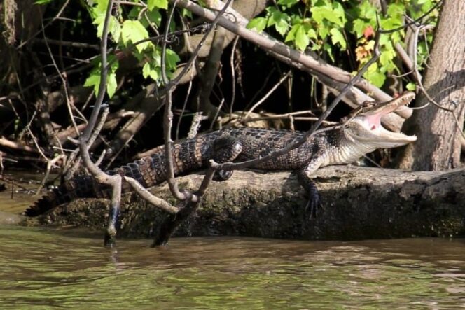 
 Saat Mencari Kayu Bakau, Pria di Nunukan Tewas Diterkam Buaya