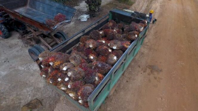 
 Petani Sumringah, Harga TBS Kaltara Naik Jadi Rp.2.318,33 per Kg