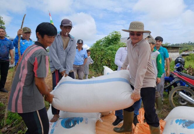 
 Keputusan Berani Bupati Wempi: Harga Gabah Kering Naik Lagi menjadi Rp7.000 Per Kilogram
