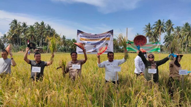 
 Panen Raya: DPKP Kaltara menggelar panen raya bersama Gapoktan Mamminasae, Ahad (18/8) lalu. 
