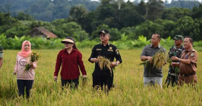 
 Penguatan Ketahanan Pangan, Pemkab Malinau Bersama Kodim 0910 Dorong Produktivitas Gabah Melalui Pendampingan Petani