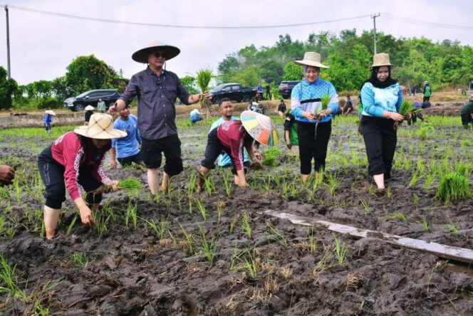 
 Bupati Tanam Padi Bersama Wujudkan Komitmen Program “Pertanian Sehat”