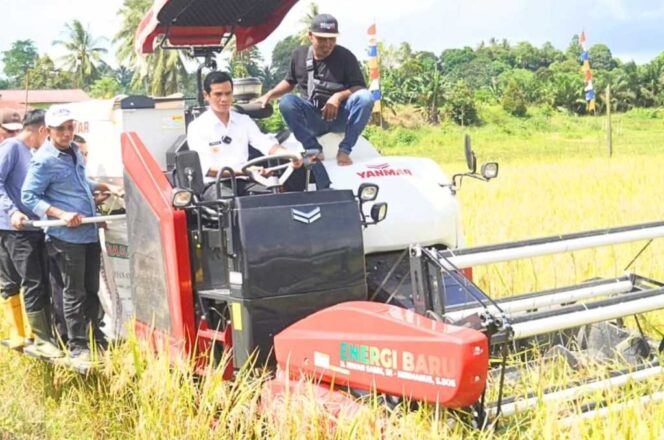 
 Bupati Nunukan Irwan Sabri Panen Raya Padi di Desa Binalawan