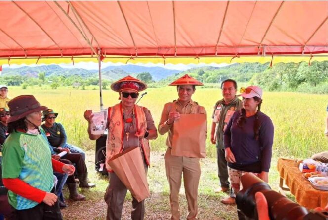 
 Semangat Petani Perbatasan, Panen Raya Krayan Jadi Harapan Swasembada Pangan