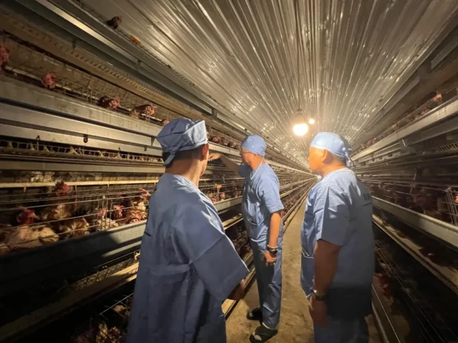 
 Kunjungan Ke Sidrap, Bupati Wempi Tertarik Tiru Sukses Peternakan Ayam Petelur