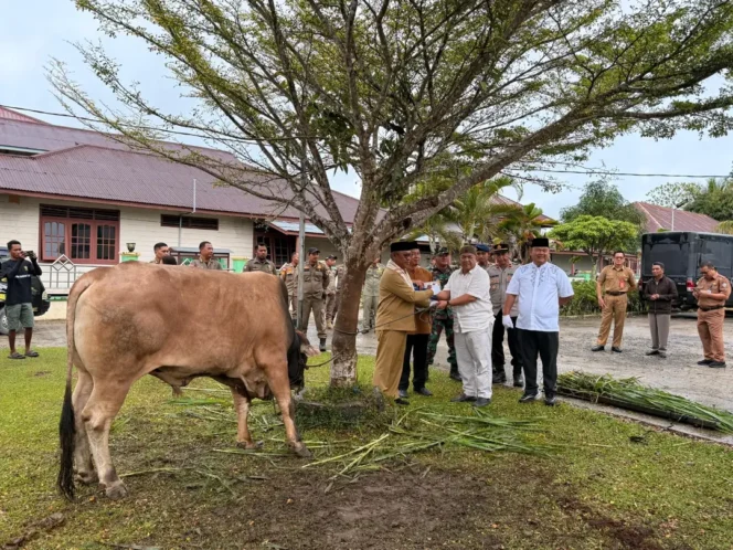 
 Wabup Malinau Serahkan Sapi Qurban Presiden RI dan Pemerintah Daerah Kabupaten Malinau