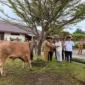 Wabup Malinau Serahkan Sapi Qurban Presiden RI dan Pemerintah Daerah Kabupaten Malinau