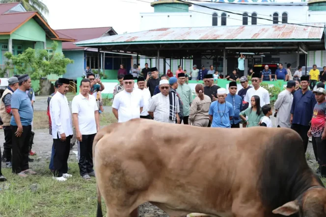 
 Momentum Hari Raya Idul Adha, Pemkab Malinau Salurkan 43 Sapi Kurban Untuk Masyarakat