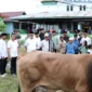 Momentum Hari Raya Idul Adha, Pemkab Malinau Salurkan 43 Sapi Kurban Untuk Masyarakat