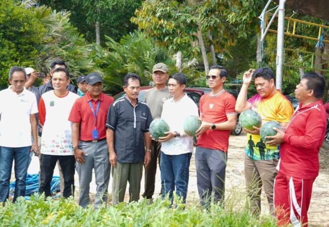 
 Dorong Pengembangan Sektor Pertanian Hortikultura, Bupati Nunukan Hadiri Panen Perdana Semangka dan Jagung Manis Kelompok Tani Harapan Sejahtera